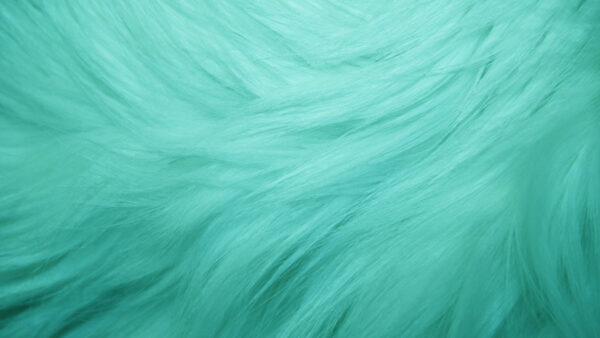 Wallpaper Feather, Turquoise