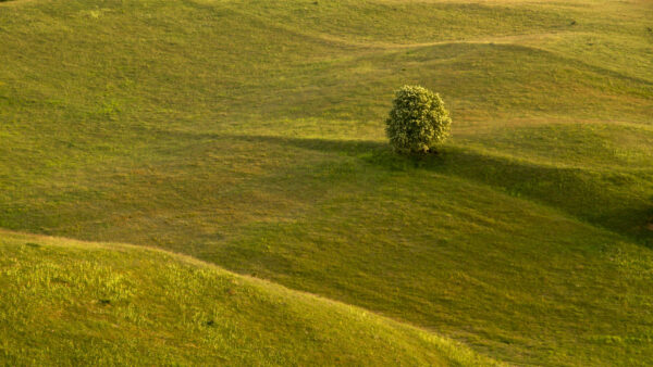 Wallpaper Desktop, Nature, Mobile, Slope, Field, Tree, Grass, Hills, Leafed, Green