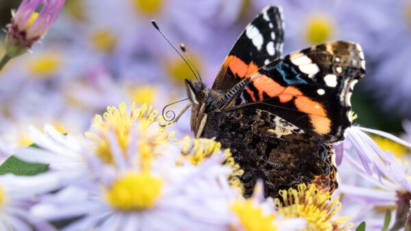 Wallpaper Butterfly, Animals, Standing, White, With, Black, Orange, Colors, Desktop, Flowers