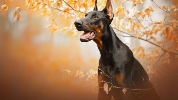 Wallpaper Doberman, Pinscher, Pet, Dog