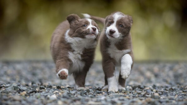 Wallpaper Blur, White, Dog, Brown, Background, Are, Walking, Road, Puppies, Two, Stone