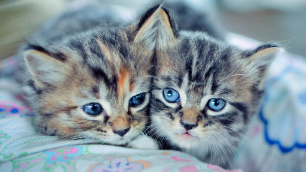 Wallpaper Kittens, Colorful, Black, Cute, Brown, Pillow, Two, Blue, White, Light, Cat, Funny, Eyes