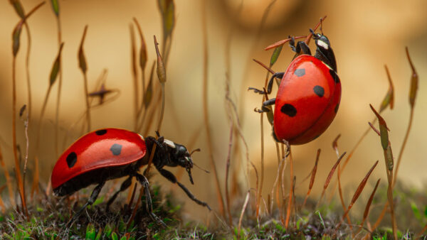 Wallpaper Black, Dry, Ladybug, Red, Grass, Blur, Ladybugs, Background