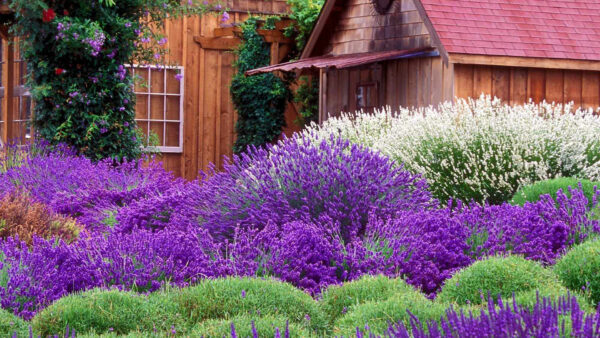 Wallpaper Lavender, Desktop, Near, Garden, Cottage