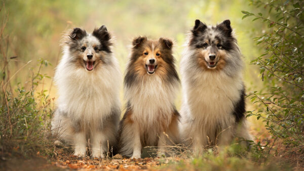 Wallpaper Dogs, Dog, Shetland, Pet, Sheepdog