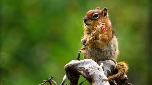 Wallpaper Eyes, Black, Brown, And, Desktop, With, Gray, Squirrel