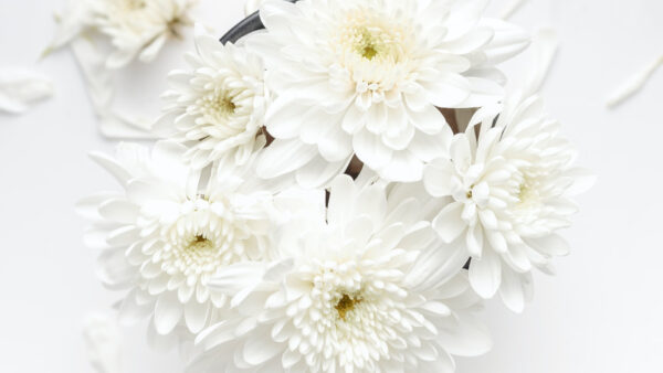 Wallpaper Petaled, Flowers, White, Floral, Background