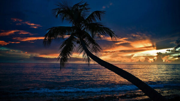 Wallpaper Sky, Tree, Slanting, Under, Coconut, Sunset, Black, Yellow, Clouds, Ocean, During, Waves