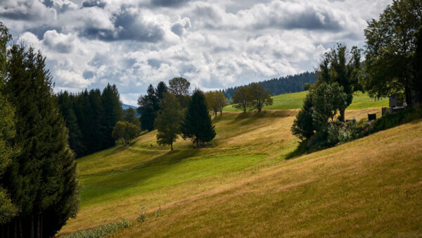 Wallpaper Green, Under, Grass, Desktop, Forest, Nature, Trees, Clouds, Mobile, Beautiful, Sky, White, Slope, Black