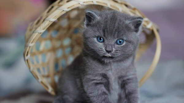 Wallpaper Basket, Desktop, Head, Cat, Kitten, Blue, Ash, Bamboo, Having, Eyes