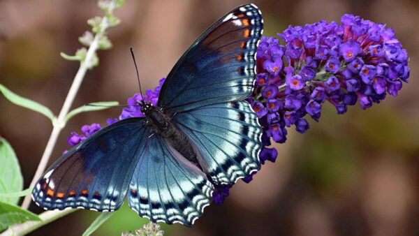 Wallpaper Background, Purple, Flowers, Butterfly, Blur, Design, Ash, White, Dark