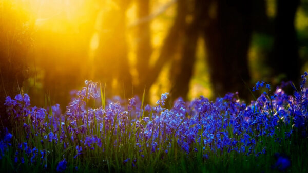 Wallpaper Blue, Flowers, Grass, Field, Green, Sunset, During