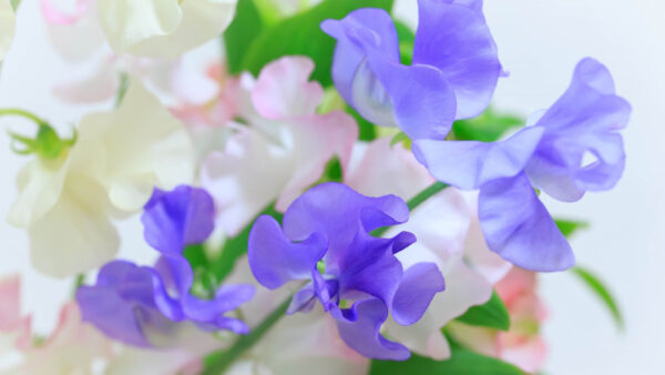 Wallpaper View, Flowers, White, Blue, Closeup
