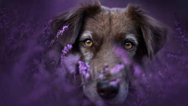 Wallpaper Flowers, Face, Purple, View, Field, Dog, Closeup