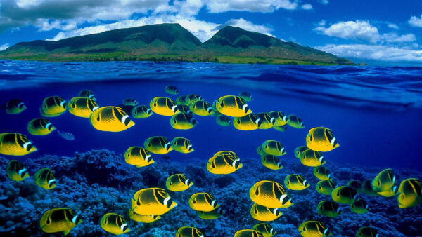Wallpaper Blue, Landscape, Clouds, View, White, And, Fishes, Underwater, Bing, Background, Shoaling, Yellow, Mountains, Sky