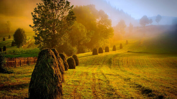 Wallpaper Green, Fence, Nature, Trees, Background, Plants, Bushes, Fog, Grass