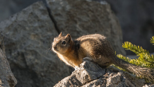 Wallpaper Chipmunk, Rock, Stone