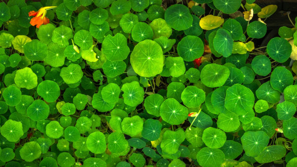 Wallpaper Tropaeolum, Nature, Green, Leaves