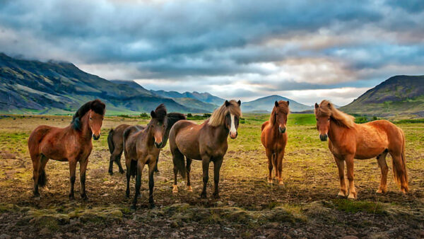 Wallpaper Dark, Mountains, Are, Horse, Standing, Black, Horses, Brown, Background