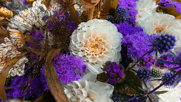 Wallpaper White, Purple, Flowers, Petals, Dahlia
