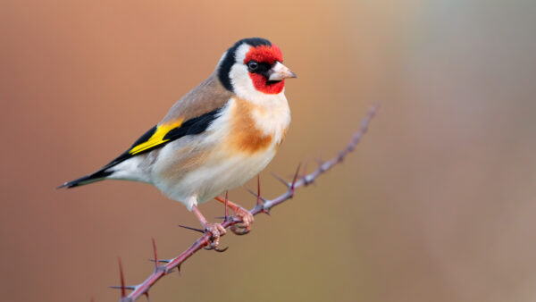 Wallpaper Desktop, Tree, Blur, Branch, White, Background, Birds, Standing, Brown, Mobile, Goldfinch, Black, Bird