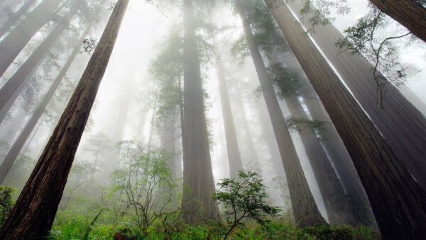 Wallpaper Trees, Fog, Nature, View, Green, Eye, Worms, Forest, With
