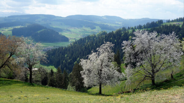 Wallpaper Trees, White, Spruce, Under, During, Flowers, Blue, Mountains, Slope, Sky, Nature, Daytime, Forest, Mobile, Desktop