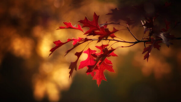 Wallpaper Yellow, Autumn, Bokeh, Blur, Red, Leaves, Background