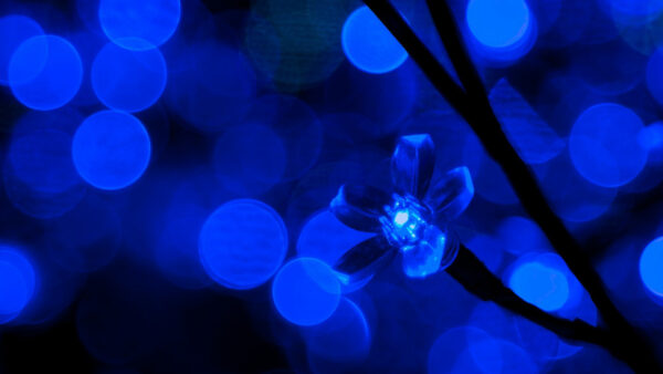 Wallpaper Bokeh, Flower, Blue, Lights, Background