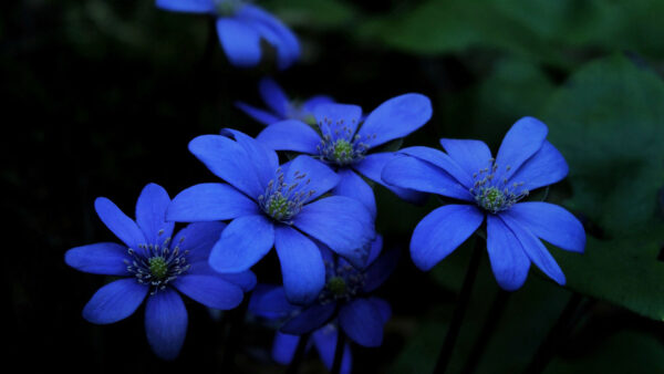 Wallpaper Flowers, Petals, Background, Blue, Hepatica, Dark