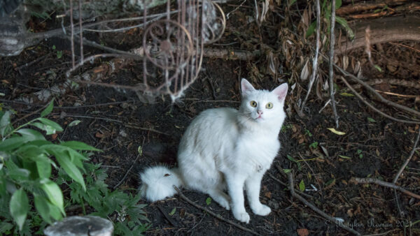 Wallpaper Cat, Sitting, White, Fur, Ground, Cute