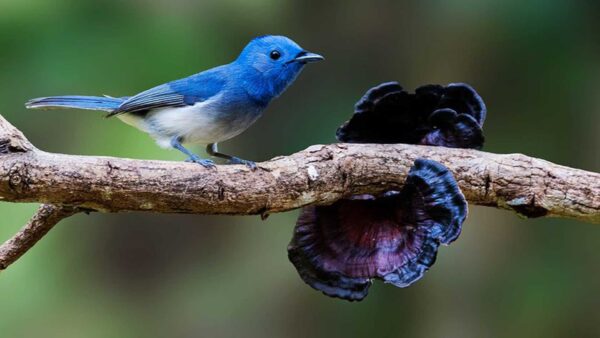 Wallpaper Flycatcher, Black-Naped, Branch, Bird, Standing, Birds, Blue, Tree