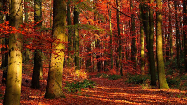 Wallpaper Trees, Sunrays, Forest, Leaves, With, Fall, Red, Autumn