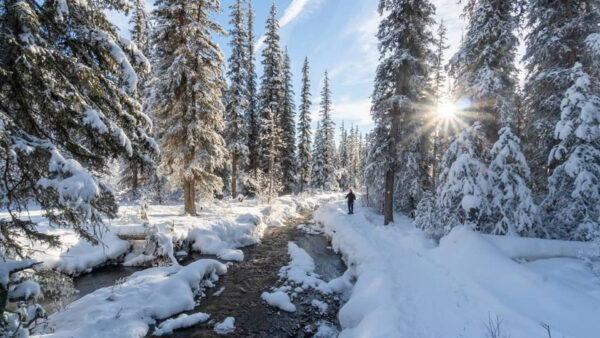 Wallpaper Snow, Frost, Through, During, Winter, Forest, Daytime, Spruce, River, Sunlight, Trees, Covered