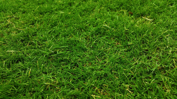 Wallpaper Dark, Grass, Field, Green