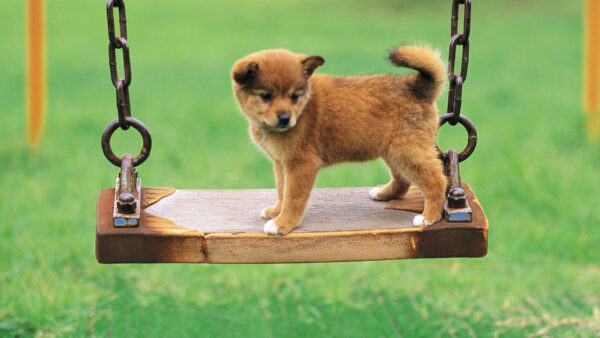 Wallpaper Dog, Face, Swing, Funny, Background, Puppy, Wood, Grass, Brown, Green
