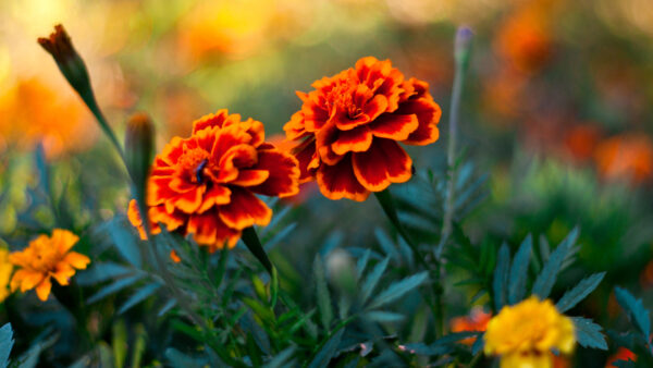 Wallpaper Background, Marigold, Petals, Green, Plants, Blur, Flowers, Bokeh, Orange, Leaves