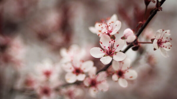 Wallpaper Flowers, Blur, Background, Petals, Tree, Branches, Cherry