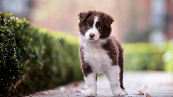 Wallpaper White, Background, Dog, Blur, Border, Standing, Dark, Road, Collie, Brown