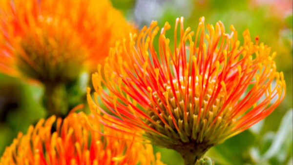 Wallpaper Red, Flowers, Yellow, Background, Blur, Petals, Leucospermum