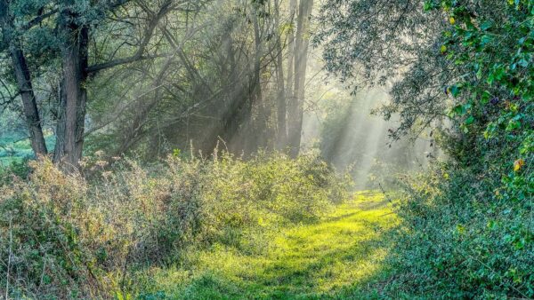 Wallpaper Desktop, Branches, Grass, Trees, Field, Nature, Bushes, Plants, Forest, Mobile, Sunlight, Rays