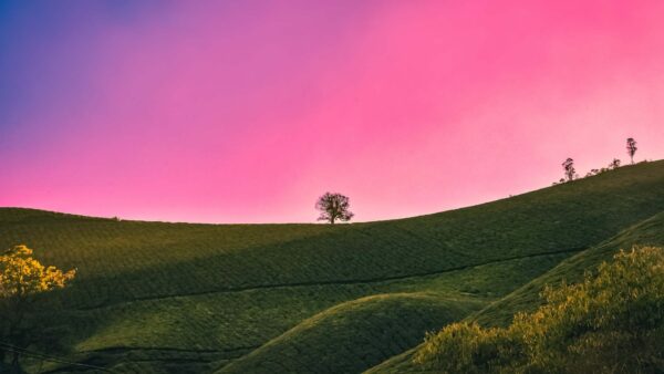 Wallpaper Greenery, Trees, Hills, Plants, Nature, Purple, Pink, Sky, Background, Bushes