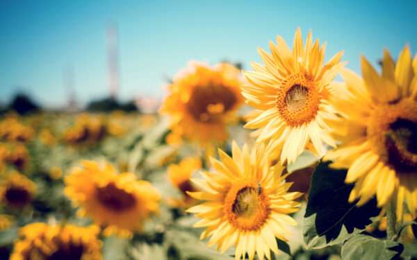 Wallpaper Garden, Sunflower