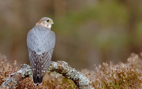 Wallpaper Pigeon, Hawk