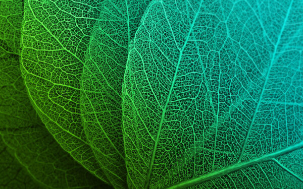 Wallpaper Green, Leaves