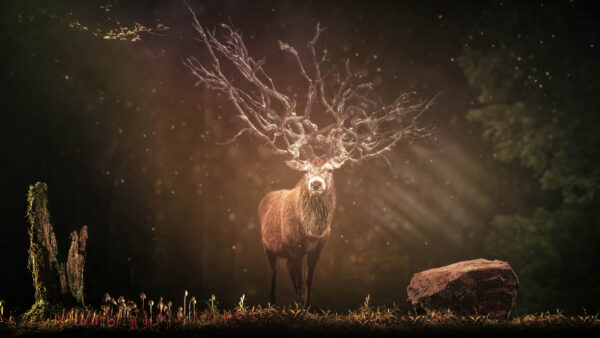 Wallpaper Deer, Forest