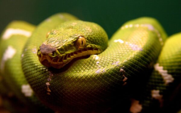 Wallpaper Snake, Green