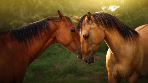 Wallpaper Horses, Pair