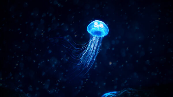 Wallpaper Jellyfish, Glowing