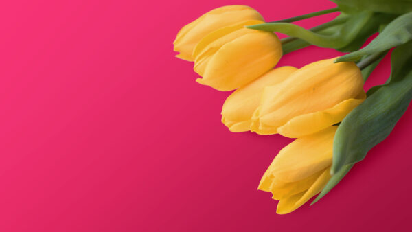 Wallpaper Yellow, Tulips